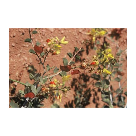 ADENOLOBUS pechuellii 5 semen