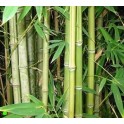 BAMBUSA bambos ( B. arundinacea) 20 semen