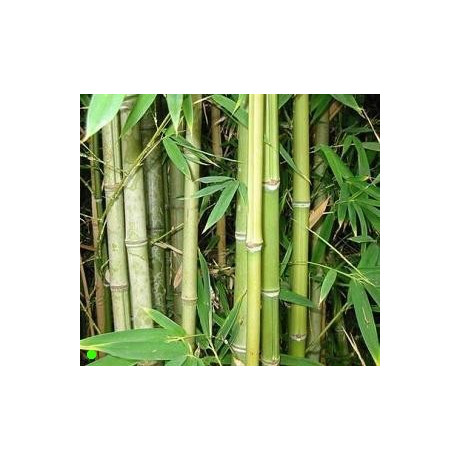 BAMBUSA bambos ( B. arundinacea) 20 semen