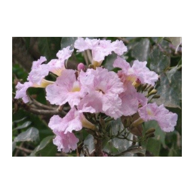 TABEBUIA rosea Pink 10 semen 