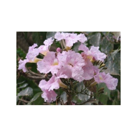 TABEBUIA rosea Pink 10 semen 