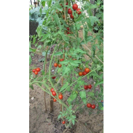 RAJČE Glacier 15 semen