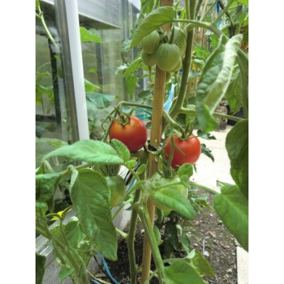 RAJČE Glacier 15 semen