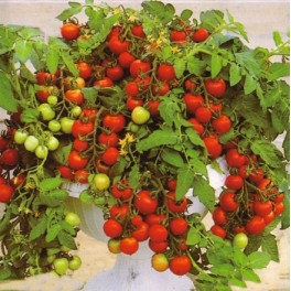 RAJČE Maskotka (Solanum lycopersicum) 20 semen