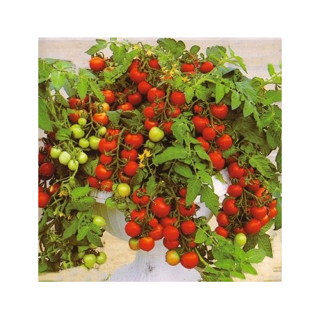 RAJČE Maskotka (Solanum lycopersicum) 20 semen