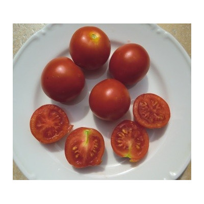 RAJČE Maskotka (Solanum lycopersicum) 20 semen
