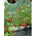 RAJČE Cherry cascade (Solanum lycopersicum) 20 semen 