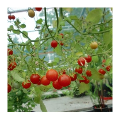 RAJČE Cherry cascade (Solanum lycopersicum) 20 semen