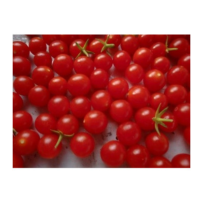 RAJČE Cherry cascade (Solanum lycopersicum) 20 semen