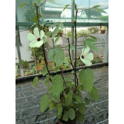 HIBISCUS sabdariffa 5 semen