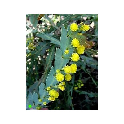ACACIA glaucoptera "Clay Wattle" 25 semen