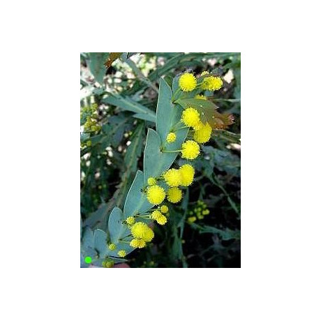 ACACIA glaucoptera "Clay Wattle" 25 semen