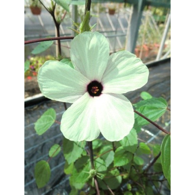 HIBISCUS sabdariffa 5 semen