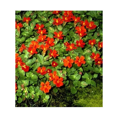 MIMULUS cupreus Dombrain 50 semen 
