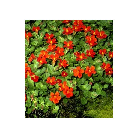 MIMULUS cupreus Dombrain 50 semen 