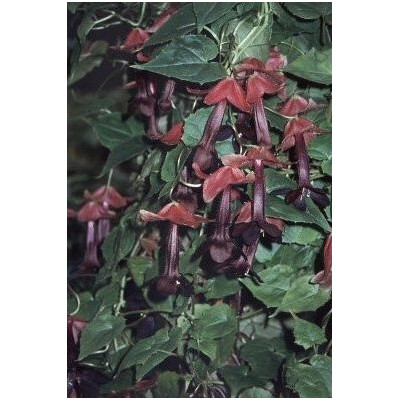 RHODOCHITON atrosanguineus 5 semen