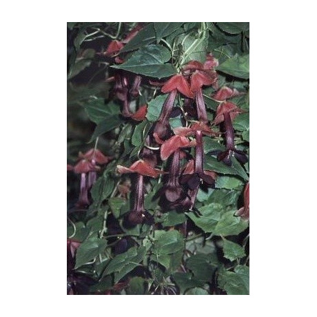 RHODOCHITON atrosanguineus 5 semen