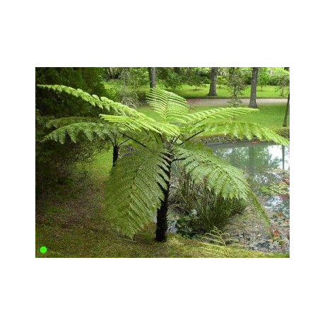 CYATHEA cooperii (porce)