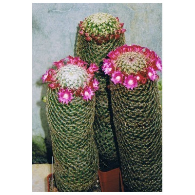 MAMILLARIA matudae 30 semen