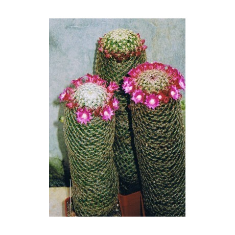 MAMILLARIA matudae 30 semen