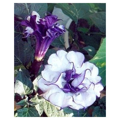 DATURA Purple Queen Double 5 semen