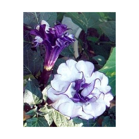 DATURA Purple Queen Double 5 semen