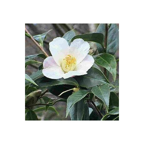 CAMELLIA sinensis (Thea sinensis) 2 semena
