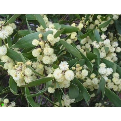 ACACIA melanoxylon "Blackwood Tree"  20 semen