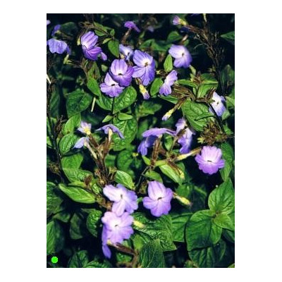 BROWALIA grandiflora 50 semen