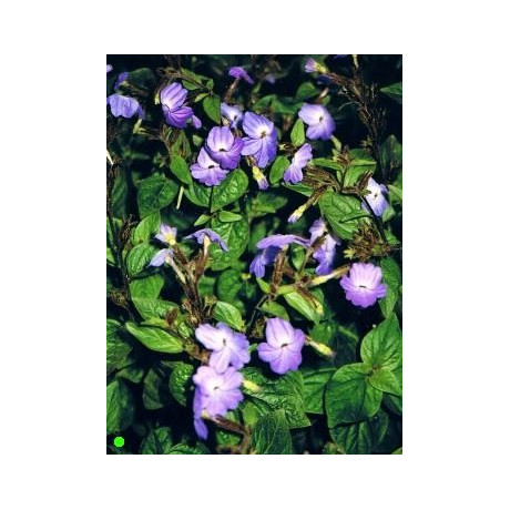 BROWALIA grandiflora 50 semen