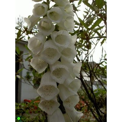 DIGITALIS purpurea Alba 150 semen