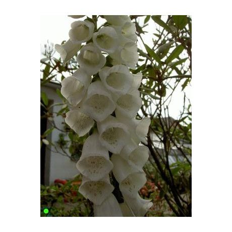 DIGITALIS purpurea Alba 150 semen