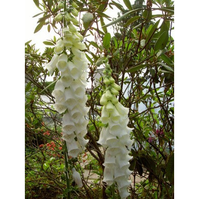 DIGITALIS purpurea Alba 150 semen