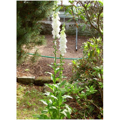 DIGITALIS purpurea Alba 150 semen