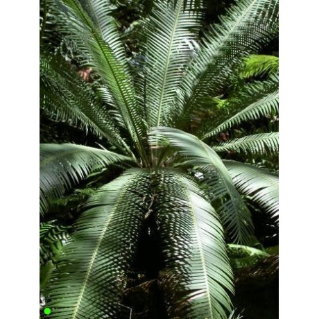 DIOON edule 1 semeno