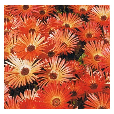 DOROTHEANTHUS bellidiformis Gelato Bright Red 50 semen