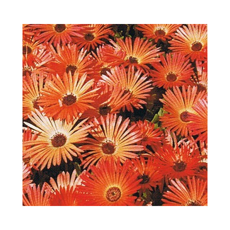 DOROTHEANTHUS bellidiformis Gelato Bright Red 50 semen