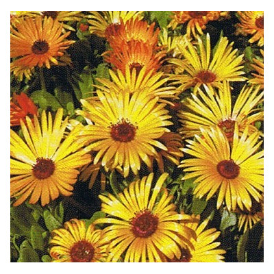 DOROTHEANTHUS bellidiformis Gelato Orange 50 semen