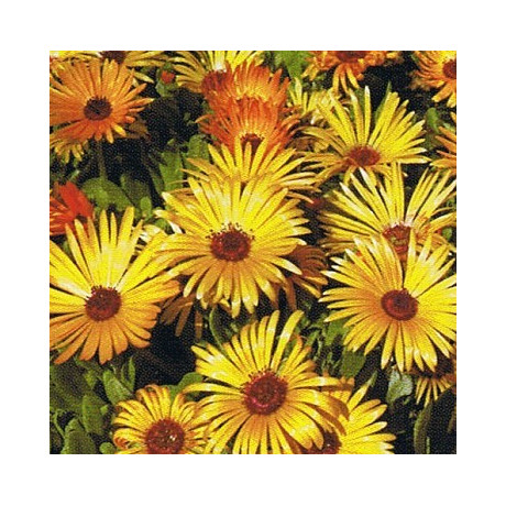 DOROTHEANTHUS bellidiformis Gelato Orange 50 semen