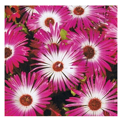 DOROTHEANTHUS bellidiformis Gelato Dark Pink 50 semen 