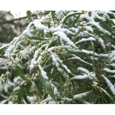 ACACIA melanoxylon "Blackwood Tree"  20 semen