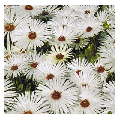 DOROTHEANTHUS bellidiformis Gelato White 50 semen