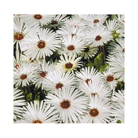 DOROTHEANTHUS bellidiformis Gelato White 50 semen