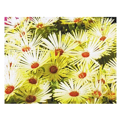 DOROTHEANTHUS bellidiformis Gelato Yellow Shades 50 semen 