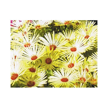 DOROTHEANTHUS bellidiformis Gelato Yellow Shades 50 semen 