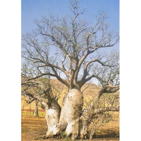 ADANSONIA gregori "Baobab" 2 semena